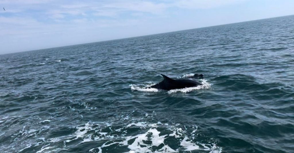 Spectacular Dolphin Show Thrills Visitors on Yorkshire Coast