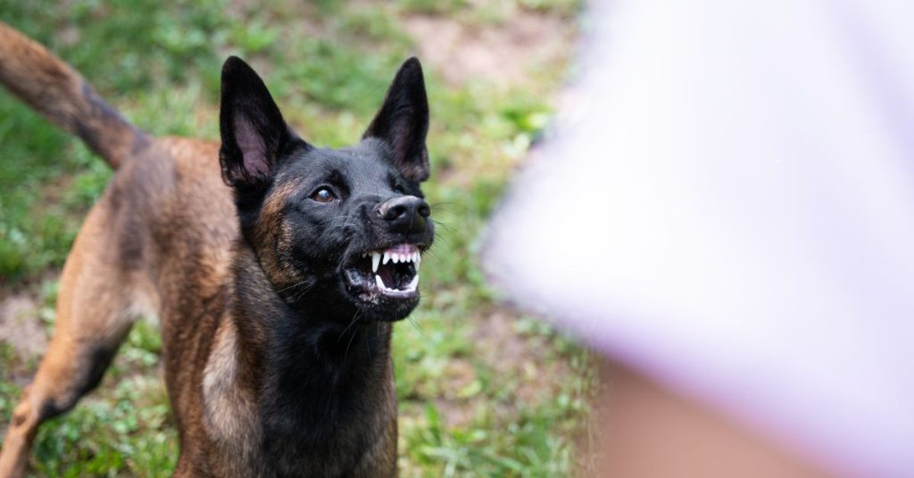 Police Investigate After Man and Pet Attacked by Three Dogs in Doncaster